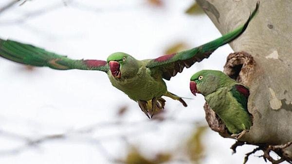 "Yeşil papağan türünün popülasyonunda patlama yaşanıyor"