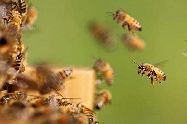 6. "Eski okulumdan bir çocuk, arılardan korkmadığını kanıtlamak için bir arı yemişti."
