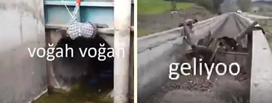 Sulama Kanalına Düşen Domuzu Yakalamaya Çalışan Görevliler 4 Saat Süren Mücadele Sonunda Pes Ettiler