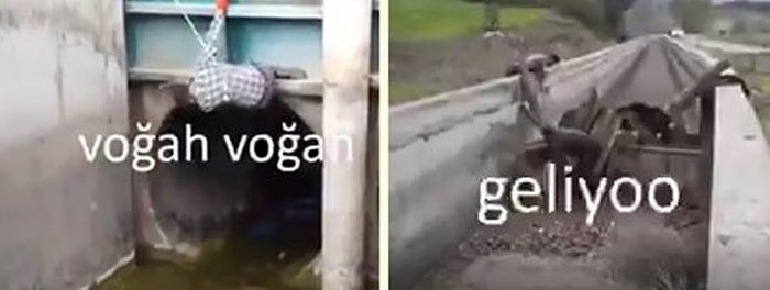 Sulama Kanalına Düşen Domuzu Yakalamaya Çalışan Görevliler 4 Saat Süren Mücadele Sonunda Pes Ettiler