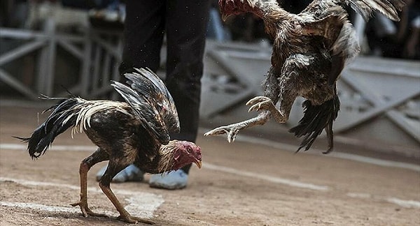 10. Петушиные и собачьи бои.