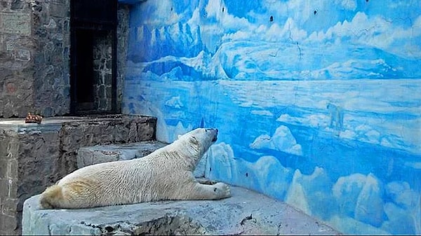 14. Здоровых животных, которых в зоопарках считают излишками, убивают.