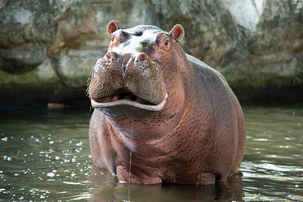 7. Hipopotamus