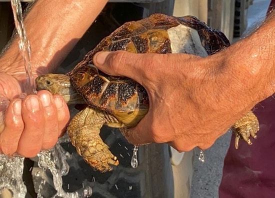 Hatay'da Yanmaktan Son Anda Kurtarılan Kaplumbağaya İtfaiye Ekiplerinin Su Vermesi ile Hayata Yeniden Tutundu
