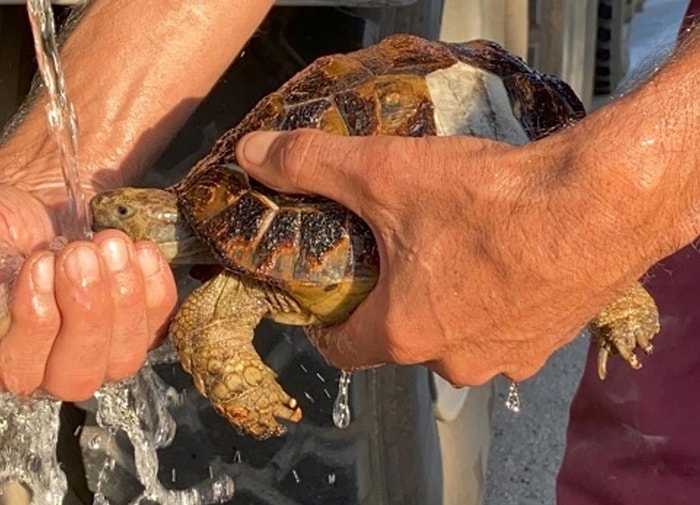 Hatay'da Yanmaktan Son Anda Kurtarılan Kaplumbağaya İtfaiye Ekiplerinin Su Vermesi ile Hayata Yeniden Tutundu