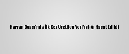 Harran Ovası'nda İlk Kez Üretilen Yer Fıstığı Hasat Edildi
