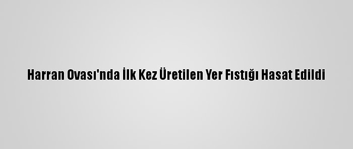 Harran Ovası'nda İlk Kez Üretilen Yer Fıstığı Hasat Edildi