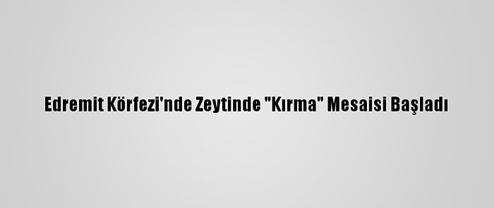 Edremit Körfezi'nde Zeytinde "Kırma" Mesaisi Başladı