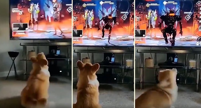 Televizyon Ekranındaki Karakterin Üzerine Koştuğunu Sanıp Korkan Şapşal Köpek