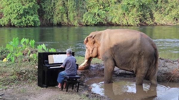 9. Filler enstrüman çalmayı öğrenebilir.