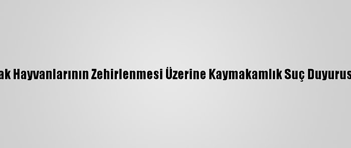 Burdur'da Sokak Hayvanlarının Zehirlenmesi Üzerine Kaymakamlık Suç Duyurusunda Bulundu