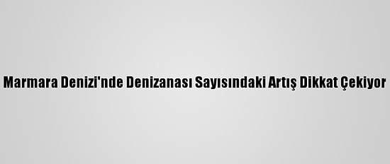 Marmara Denizi'nde Denizanası Sayısındaki Artış Dikkat Çekiyor
