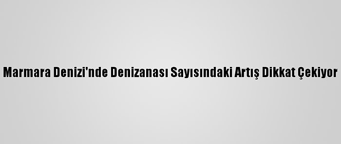 Marmara Denizi'nde Denizanası Sayısındaki Artış Dikkat Çekiyor