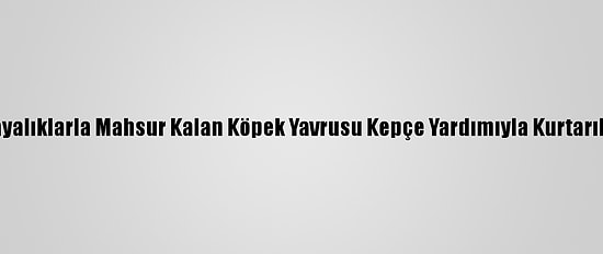 Kayalıklarla Mahsur Kalan Köpek Yavrusu Kepçe Yardımıyla Kurtarıldı