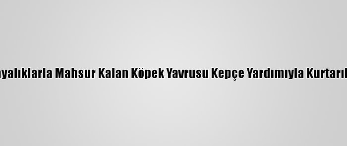 Kayalıklarla Mahsur Kalan Köpek Yavrusu Kepçe Yardımıyla Kurtarıldı