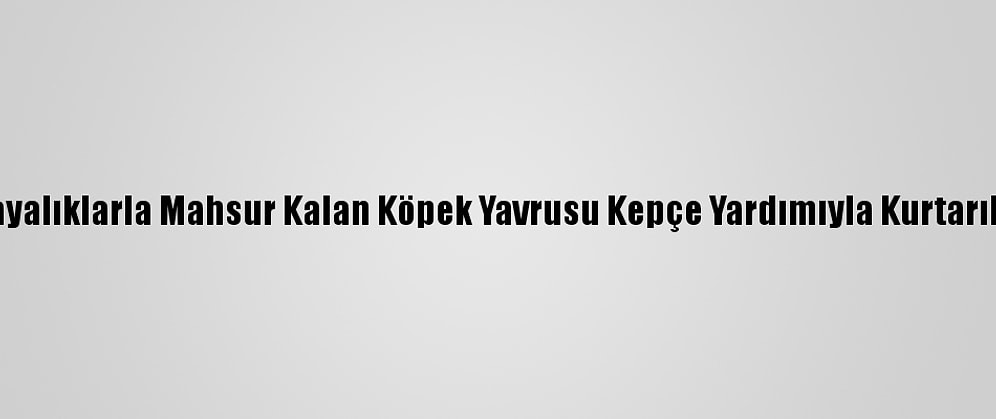 Kayalıklarla Mahsur Kalan Köpek Yavrusu Kepçe Yardımıyla Kurtarıldı