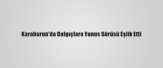 Karaburun'da Dalgıçlara Yunus Sürüsü Eşlik Etti