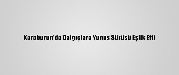 Karaburun'da Dalgıçlara Yunus Sürüsü Eşlik Etti