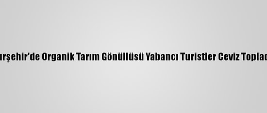 Kırşehir'de Organik Tarım Gönüllüsü Yabancı Turistler Ceviz Topladı