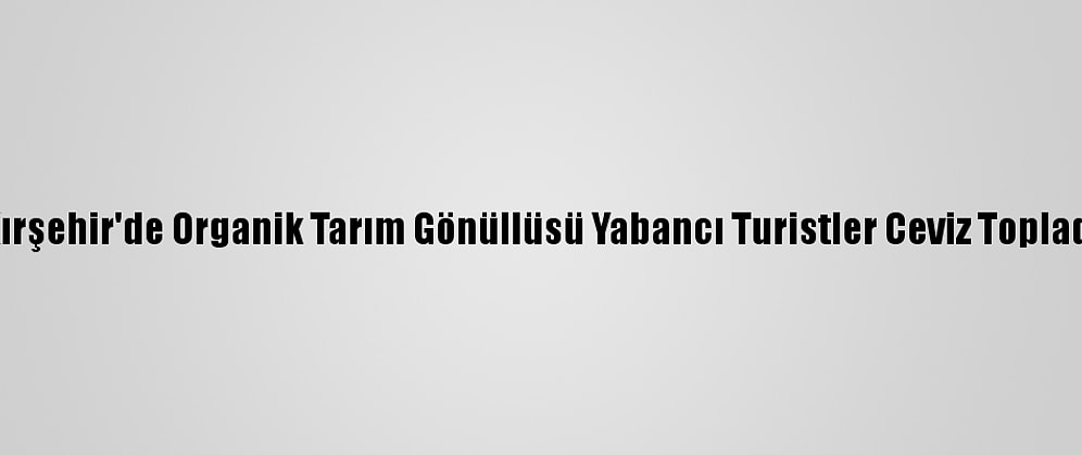 Kırşehir'de Organik Tarım Gönüllüsü Yabancı Turistler Ceviz Topladı