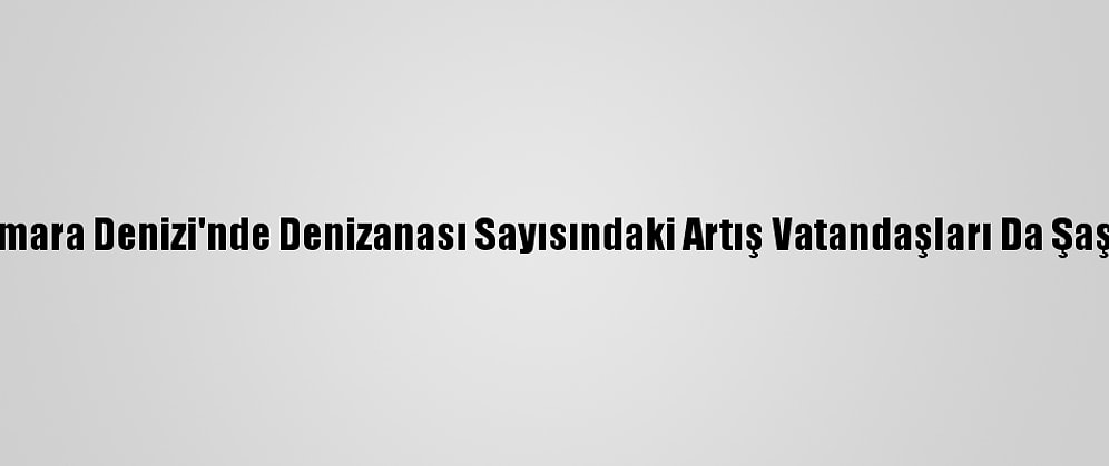 Marmara Denizi'nde Denizanası Sayısındaki Artış Vatandaşları Da Şaşırttı