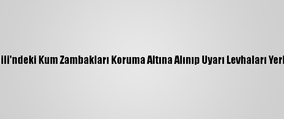 Lara Sahili'ndeki Kum Zambakları Koruma Altına Alınıp Uyarı Levhaları Yerleştirildi