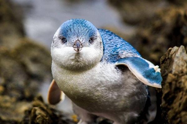 3. Mavi penguen cinsi en küçük penguenlerdir. Yetişkinlerin boyutları sadece yaklaşık 30 cm kadar uzar. Küçük boyutları ve canlı renklerinden dolayı "peri pengueni" olarak da isimlendirilir.