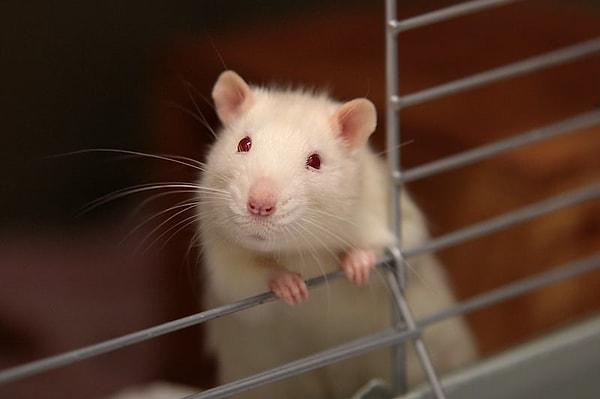 6. Chicago Üniversitesi'nin yaptığı araştırmaya göre fareler de insanlar kadar empati yapabiliyor.