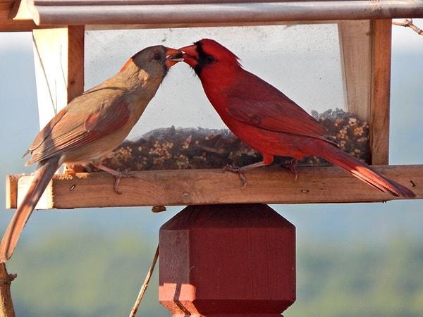 7. Bayağı kardinal kuşları en romantik kuş türlerinden biridir. Partnerleri hayatlarının sonuna kadar aynıdır ve yuva yapmadan önce birlikte cıvıldarlar.