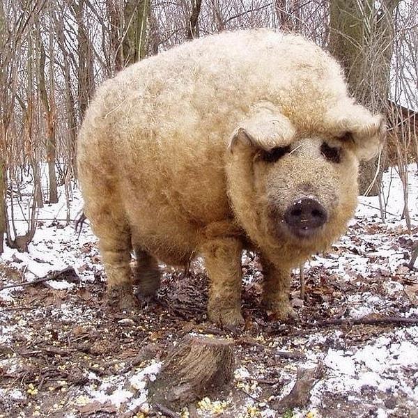 8. Mangalitsa domuzu bir koyun gibi uzun ve yünden kürkü olan tek domuz türüdür.