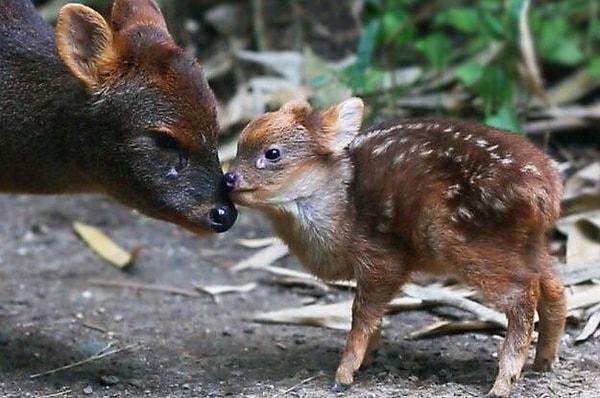 9. Pudu gediği dünyanın en küçük geyik türüdür ve ortalama 38 cm'dir.