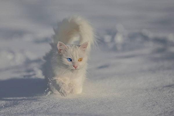 17. Van kedileri soluk mavi renkte gözle doğarlar. Büyürken gözlerinin rengi kehribar rengi ya da daha koyu mavi olarak değişir.