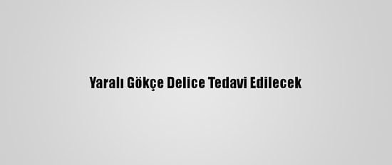 Yaralı Gökçe Delice Tedavi Edilecek