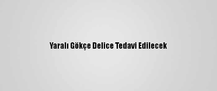 Yaralı Gökçe Delice Tedavi Edilecek