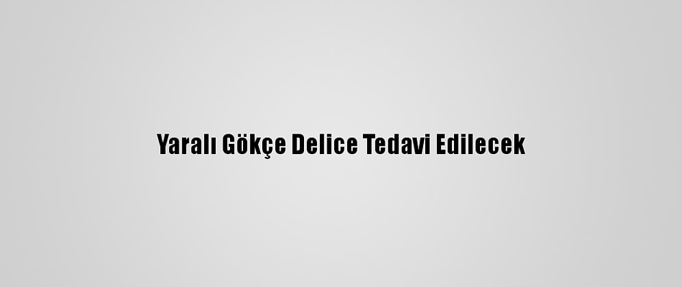 Yaralı Gökçe Delice Tedavi Edilecek