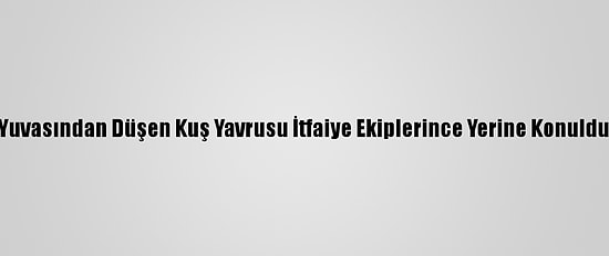 Yuvasından Düşen Kuş Yavrusu İtfaiye Ekiplerince Yerine Konuldu
