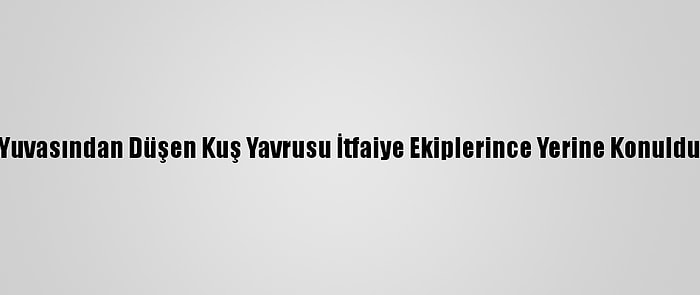 Yuvasından Düşen Kuş Yavrusu İtfaiye Ekiplerince Yerine Konuldu