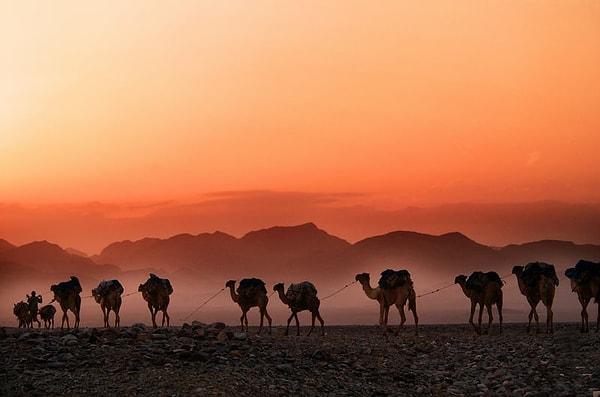 4. Suudi Arabistan develerini Avustralya'dan ithal eder.