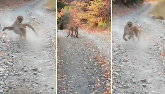 Yürüyüş Yaptığı Sırada Peşine Puma Takılan Adamın Korku Dolu Anları