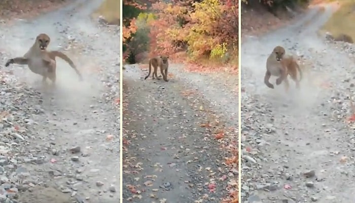 Yürüyüş Yaptığı Sırada Peşine Puma Takılan Adamın Korku Dolu Anları
