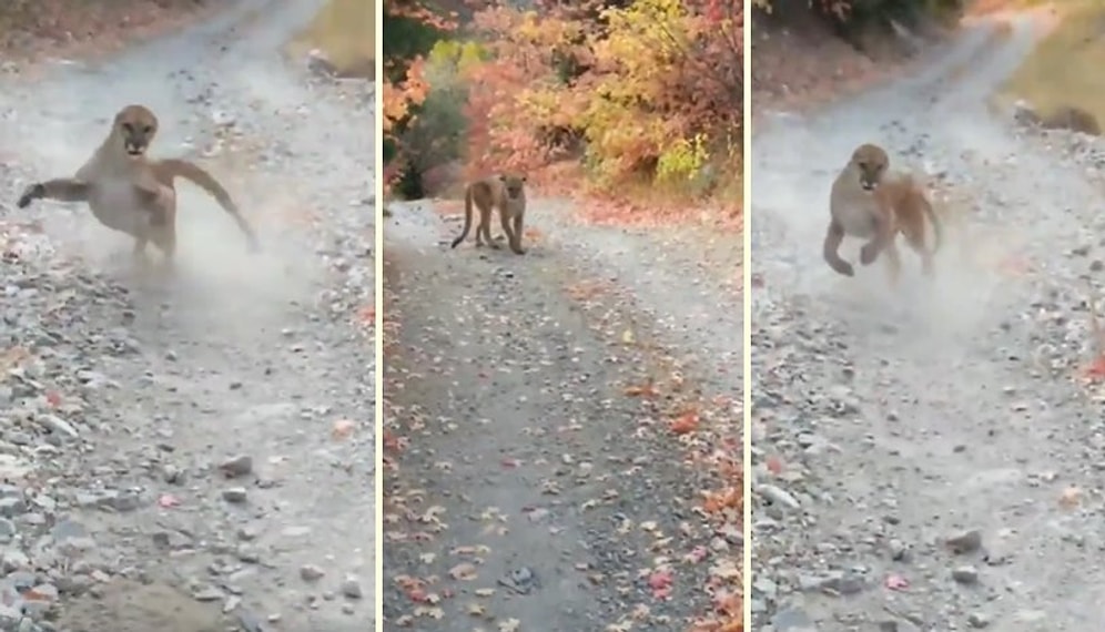 Yürüyüş Yaptığı Sırada Peşine Puma Takılan Adamın Korku Dolu Anları