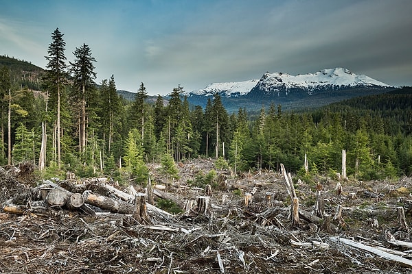 En büyük sebebi habitat kaybı ve ağaç kesimleri