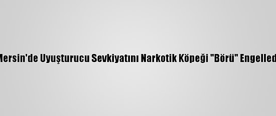 Mersin'de Uyuşturucu Sevkiyatını Narkotik Köpeği "Börü" Engelledi