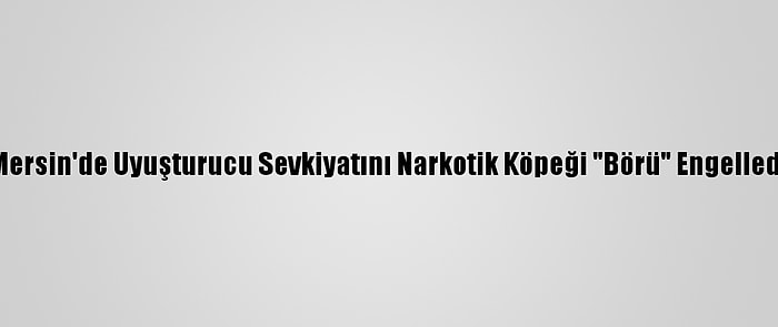 Mersin'de Uyuşturucu Sevkiyatını Narkotik Köpeği "Börü" Engelledi