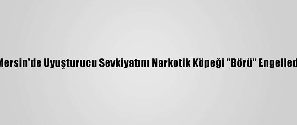 Mersin'de Uyuşturucu Sevkiyatını Narkotik Köpeği "Börü" Engelledi