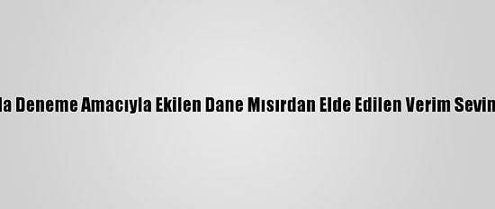 Van'da Deneme Amacıyla Ekilen Dane Mısırdan Elde Edilen Verim Sevindirdi