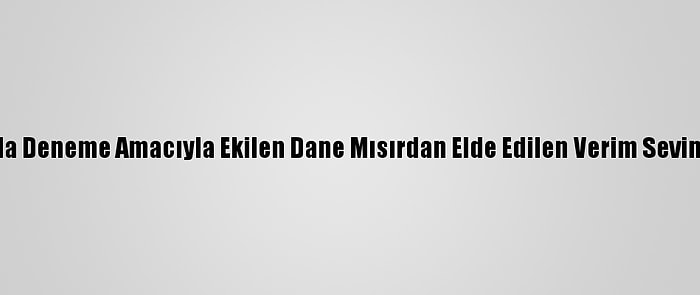 Van'da Deneme Amacıyla Ekilen Dane Mısırdan Elde Edilen Verim Sevindirdi