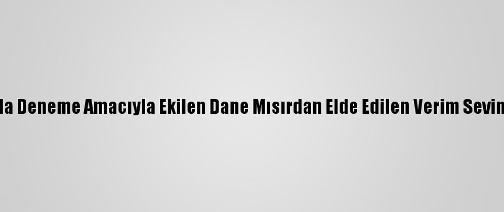 Van'da Deneme Amacıyla Ekilen Dane Mısırdan Elde Edilen Verim Sevindirdi
