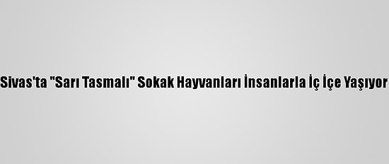 Sivas'ta "Sarı Tasmalı" Sokak Hayvanları İnsanlarla İç İçe Yaşıyor