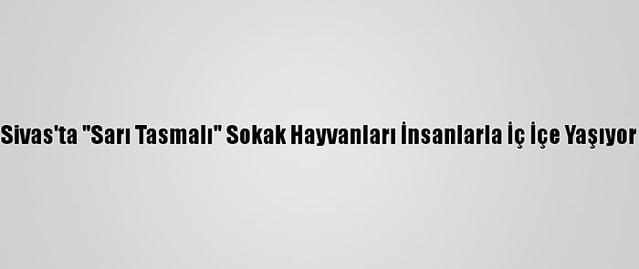 Sivas'ta "Sarı Tasmalı" Sokak Hayvanları İnsanlarla İç İçe Yaşıyor